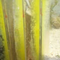 Yellow Silicone?