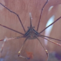 Arrow Crab
