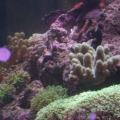 My 75 gallon Reef