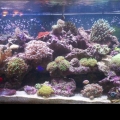My 75 gallon Reef