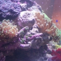 My 75 gallon Reef