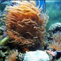 Omar's Reef - July 2007
