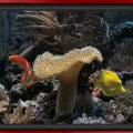 Omar's Reef - July 2007