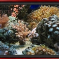 Omar's Reef - July 2007