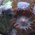 zoa_1