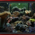 Omar's Reef - July 2007