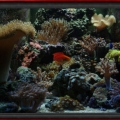 Omar's Reef - July 2007