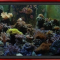 Omar's Reef - July 2007