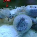 friggin pods!