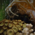 Anemone vs Zoo
