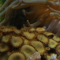 Anemone vs Zoo