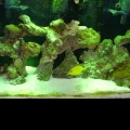 mY 55 gallon under MH