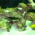 left side of 55 gallon under MH