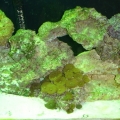 right side of 55 gallon under MH