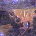 Anenome in back of tank