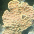 coral