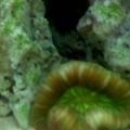 Green Open Brain