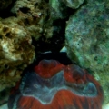 Red Open Brain