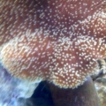 Large Toadstool Leather
