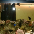 90 Gallon Reef Tank