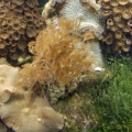 2 Meter Tank