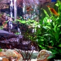 FW Planted Tank