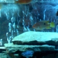 The African Cichlid 55