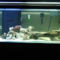75-gallon-tank-033