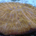 orange fungia plate