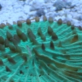 fungia
