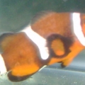 muchbetta