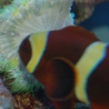 Trying to host a Flower Anemone I