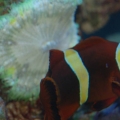 Trying to host a Flower Anemone II