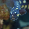 Wada you lookin at??