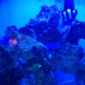My tank with just actinics on