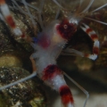 coral banded shrimp