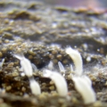 Unknown Tiny Creatures