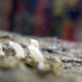 Unknown Tiny Creatures