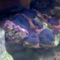 Blue Mushroom w/Kole Tang