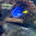 Pagoda w/Blue Hippo Yellow Belly