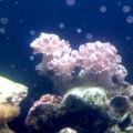 Pulsing Xenia