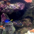 Partial Shot of Tank