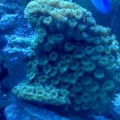 Green Pagoda under Actinic Blue