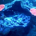 First Hard Coral (Orange Plate Montipora )