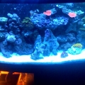 Tank under Actinic_Blue