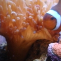 clown fish, bta