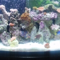 One of the Tanks