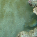 Picture_0061