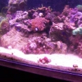 pic of 100g tank
