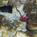 Blood Shrimp